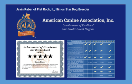 javin, raber, dog, breeder, star-breeder, javin-raber, dog-breeder, flat, rock, il, illinios, puppy, dog, kennels, mill, puppymill, usda, 5-star, aca, ica, registered, berniedoodle, 33-a-0586, 33a0586