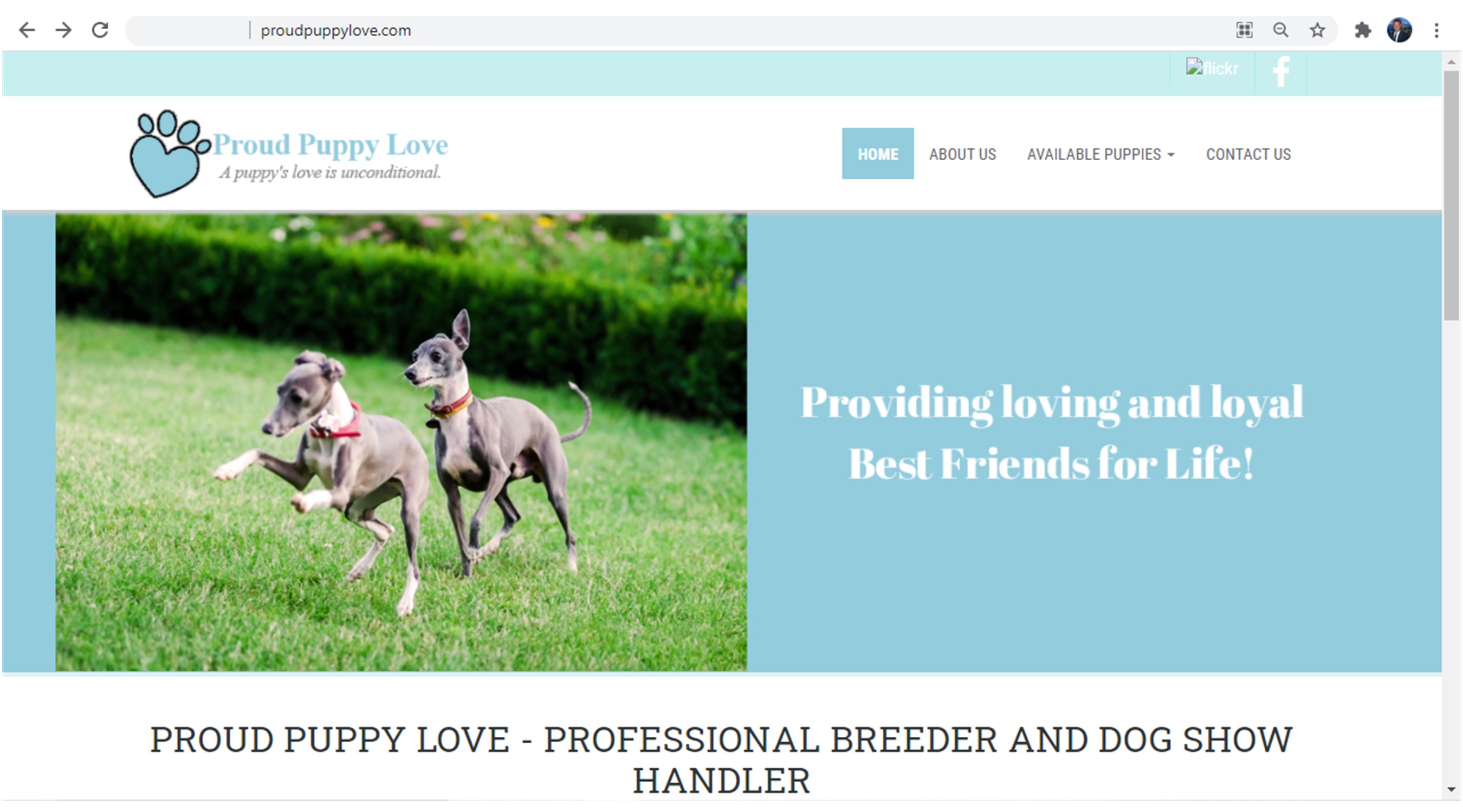 kim, dildine, dog, breeder, homepage, kim-dildine, kim dildine breeder, starbreeder, dog-breeder, willow, springs, mo, missouri, aphis, inspection, record, grey, hound, greyhound, puppy, mill, pu